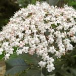 Fleur de sureau : trésor du printemps et ses multiples usages
