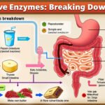 EnzyVeg : des enzymes digestives végétales pour optimiser votre assimilation des nutriments